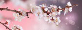 Site Reiki 2 